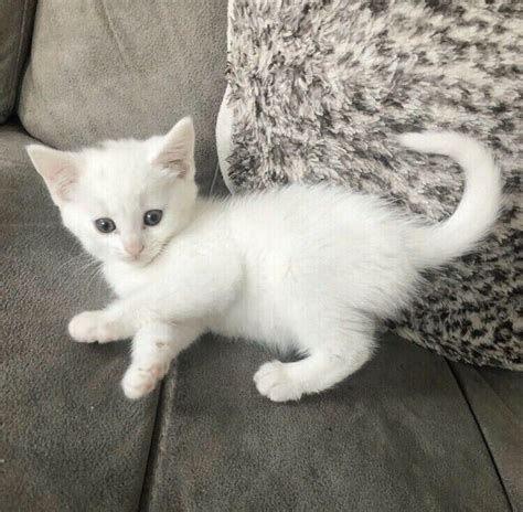 Beautiful White Turkish Angora Female Kitten | in Southgate, London ...