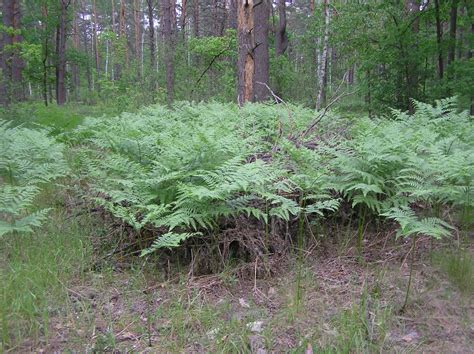 Pteridium aquilinum (L.) Kuhn | Plants of the World Online | Kew Science