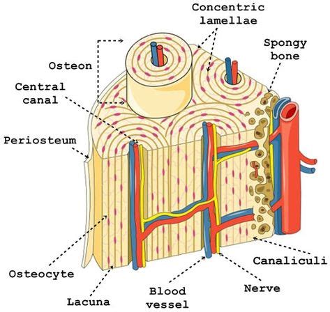 Structure and Function of the Haversian System Explained With Diagrams | Human skeletal system ...