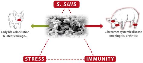 Streptococcus suis is an increasing problem after the EU ban on therapeutic levels of zinc oxide ...