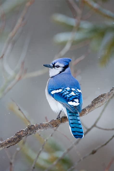 Big Blue | Massachusetts | Lance B. Carter Photography