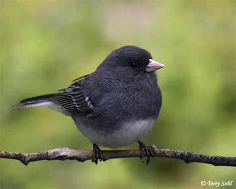 Dark Eyed Junco | Missouri's Natural Heritage | Washington University in St. Louis