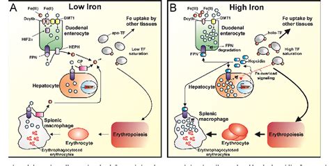 Vitamin C Iron Absorption Mechanism - Vitaminice