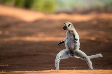 Interesting Facts About the Sifaka Lemur | Madagascar's Dancing Lemur ...