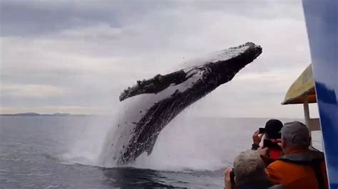 whale almost jumps onto whale sightseeing boat - YouTube