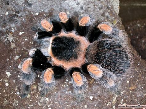 Brachypelma smithi | Arachnoboards