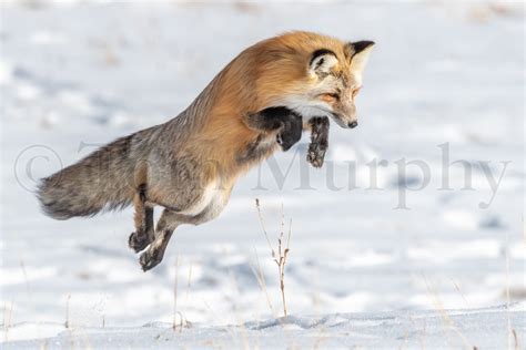 Red Fox Jumping Hunting – Tom Murphy Photography