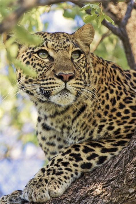 Leopard | Big cat species, Animals wild, Leopard pictures