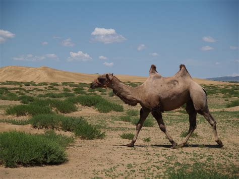 Mongolian herd animals: yaks, sheep, goats, horses, camels