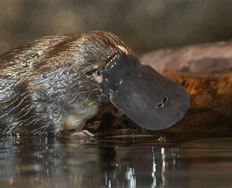 Platypus Cam | San Diego Zoo Safari Park