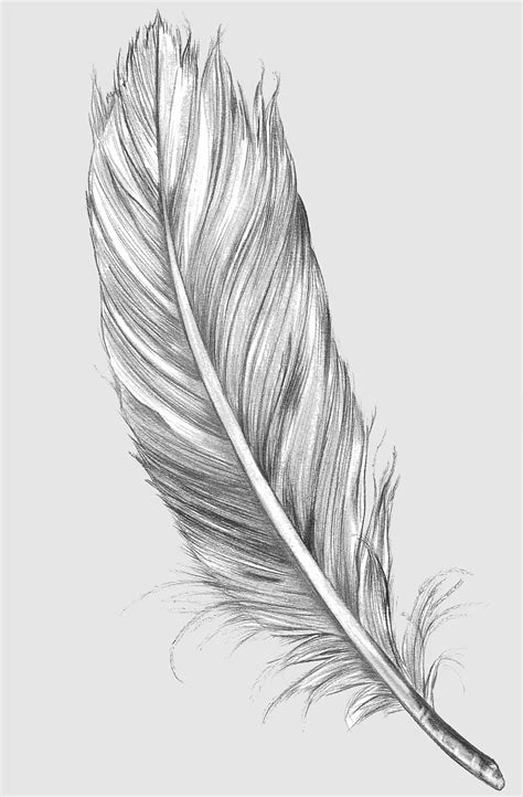 Eagle Feather Law, quill, Tattoo, Art museum, feather, watercolor Painting, Bird, tail, Line art ...