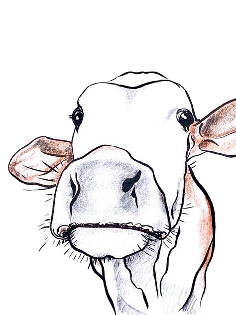 Cow Head Line Drawing