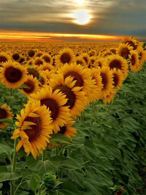 Sunflowers | Fall | Pinterest