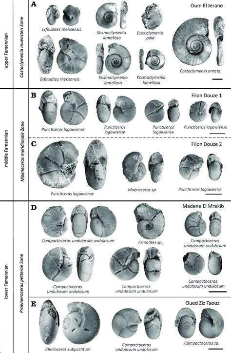 Typical ammonoids from lower, middle, and upper Famennian, Anti-Atlas ...