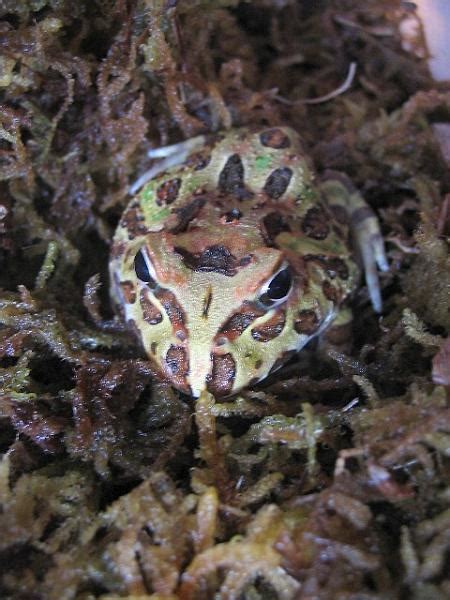 pacmanfrogs.de/Artengallerie/Ceratophrys cranwelli/014 - Ceratophrys cranwelli