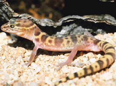 Western Banded Gecko: Care Guide & Species Profile - Everything Reptiles