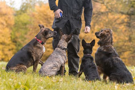 How to Train a Herding Dog Breed | Sniffspot