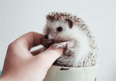 My hedgehog loose quills but no mites . Help :( | Hedgehog Central