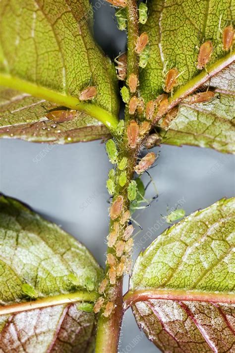 Rose aphids - Stock Image - C003/5810 - Science Photo Library