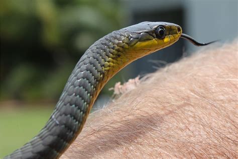 Common Green Tree Snake | Australian animals, Snake, Green trees