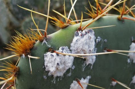 Cactus Lover: Cochineal vs Cactus