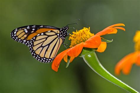 1-1-monarch-pollination-4979 | Rotary Botanical Gardens