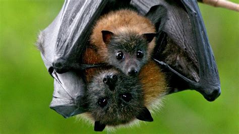 Ku-ring-gai Bat Conservation Society invites locals to ‘meet the bats ...