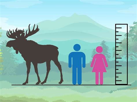 Traveler Beware: Moose are Bigger Than You Think