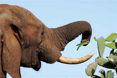 Elephant using its trunk to eat some cactus leaves. | Elephant eating, Elephant, African elephant