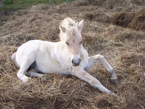 Free Images : wild, pasture, stallion, mane, fauna, equestrian, equine, beast, vertebrate, mare ...