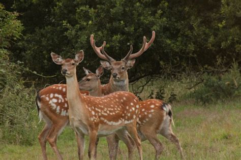 Sika Deer (Cervus Nippon) - Glenlivet Wildlife