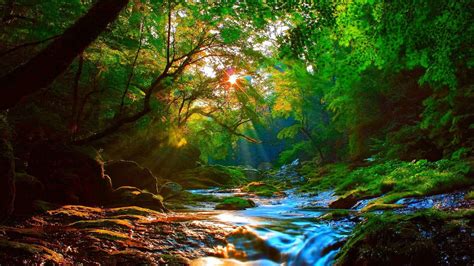 Sunrise Beautiful Mountainous River Forest With Green Trees, Rocks, Sunlight Landscape Wallpaper ...