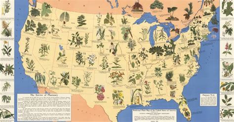 Medicinal Plant Map of the United States Shows Medicinal Plants By State