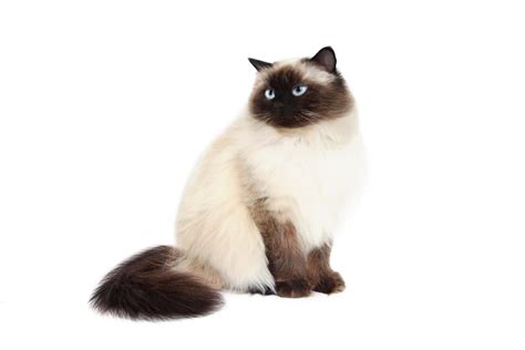 Are Himalayan Cats Good With Dogs