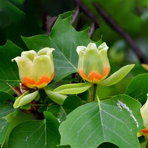 Liriodendron Tulipifera: A Tulipa