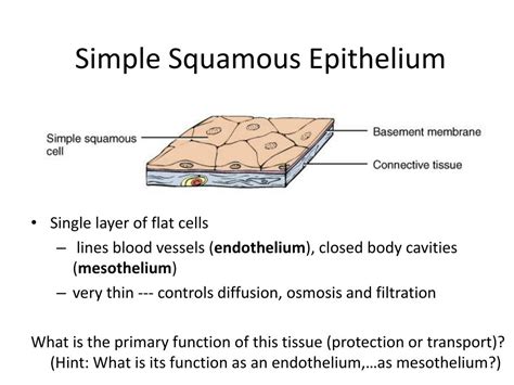 Simple Squamous Epithelium Function Location Structure And Histology ...