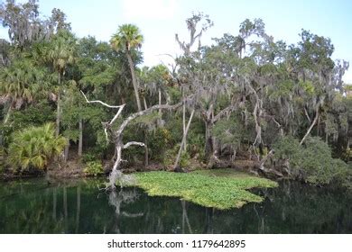 203 Manatee Habitat Images, Stock Photos & Vectors | Shutterstock