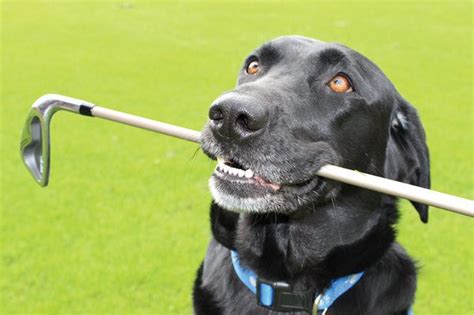 Golf outing benefits homeless animals - nj.com