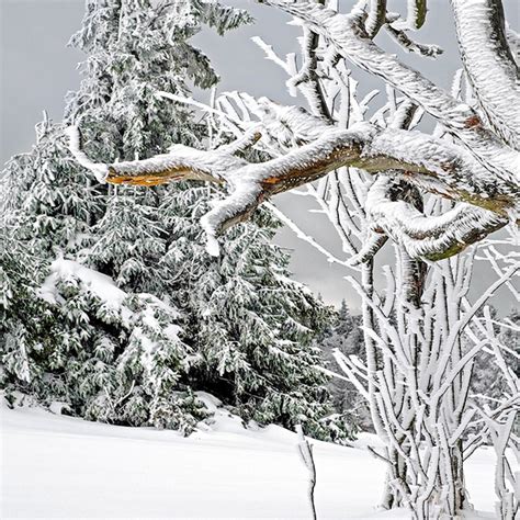 How Do Trees Survive in Winter? - Let's Talk Science