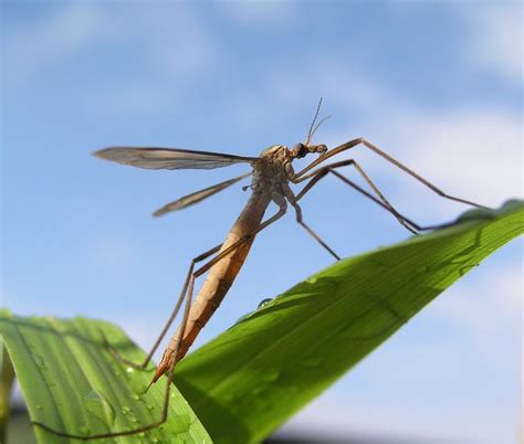 What Do Crane Flies Eat? 7 Foods They Eat - Feeding Nature