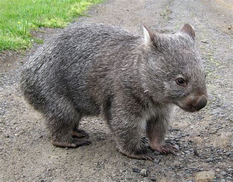 Common Wombat - Natural History on the Net