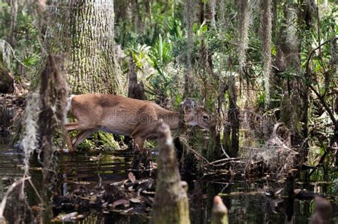 Okefenokee Swamp Whitetailed Deer Stock Image - Image of biologist ...