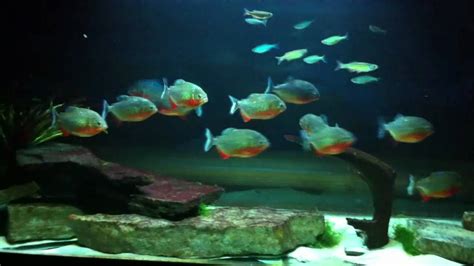 Piranha tank includes cichlids and giant danios - YouTube