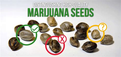 Mastering the Art of Distinguishing High-Quality Marijuana Seeds | Crop ...