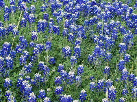 My Heart with Pleasure Fills: Texas Bluebonnets! They are back!