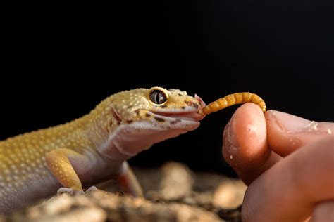 What Leopard Geckos Eat: Food List, Diet Info