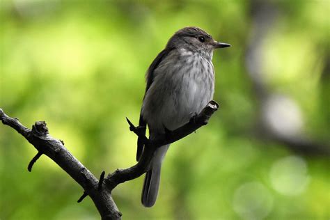 Andrew Robin photography.: Spotted Flycatcher.