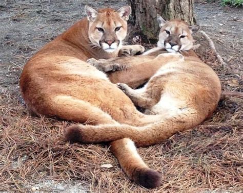 Close Encounters - Cougar Mountain Zoo