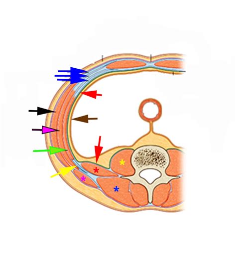 4 - The transversalis fascia - USabcd