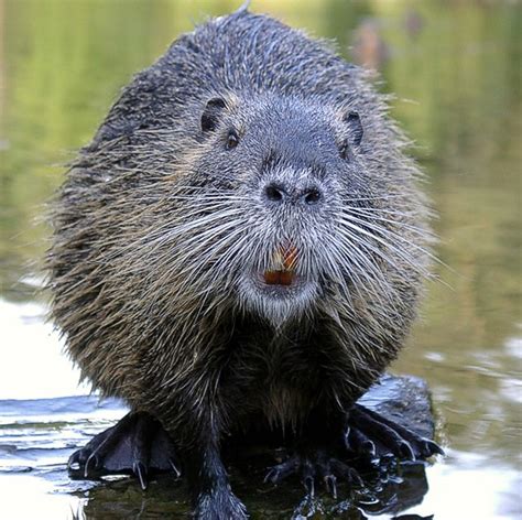 Imagehub: beaver animal images HD Free Download